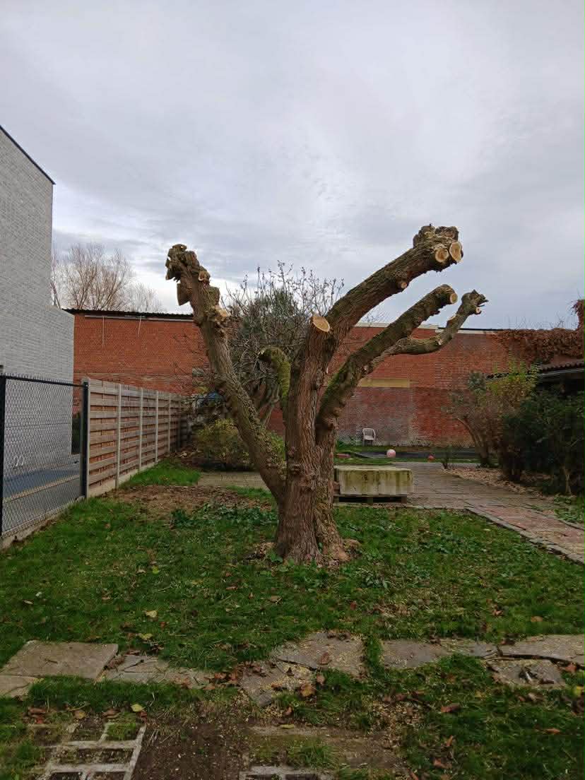Sterk teruggesnoeide boom in tuin, na snoei