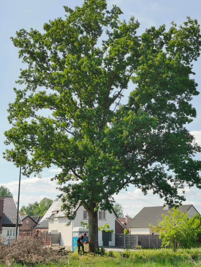 Grote boom in tuin, project Mud Hunter Projects