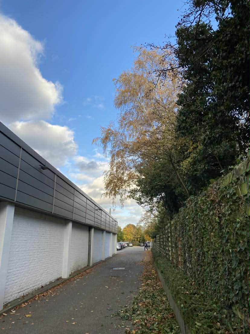 Netjes gesnoeide haag naast voetpad, na snoei